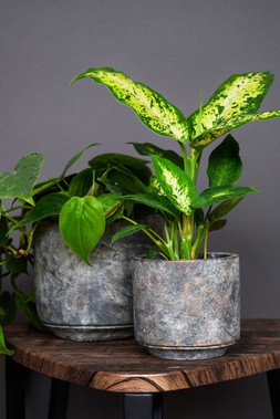 TIVOLI PLANTER EARTH H17CM D18CM &pound;17.99
