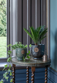 https://www.prshots.de/contents/archives/3698/1568/images/thumb350x287_auto/ivyline-kew-leaf-embosed-moss-cork-planter-h18cm-d18cm-29.99-kew_3f9f9_thumb.jpg