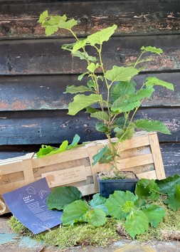 'I Had a Little Nut Tree' Christening Crate