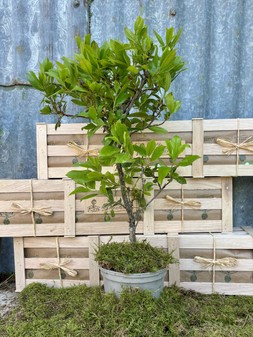 The Strawberry Tree Crate