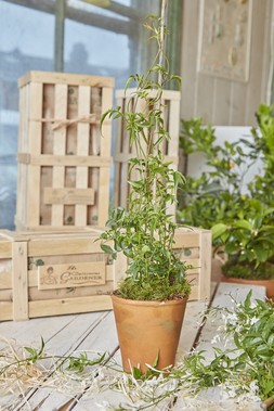 INDOOR JASMINE TEA CRATE