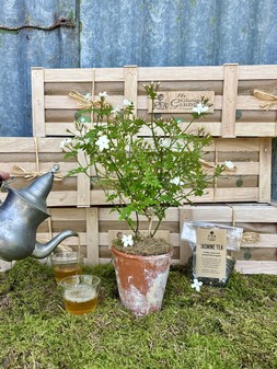 The Jasmine Tea Crate