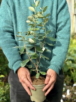 FEIJOA 'THE FRUIT SALAD' TREE