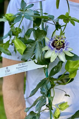 The Passion Flower Gift Crate