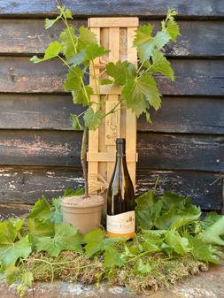 The White Wine and Vine Crate