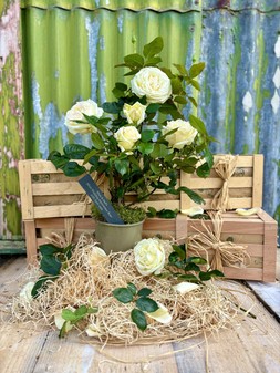 Silver Wedding Anniversary Rose Gift