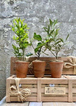 The Mediterranean Courtyard Garden
