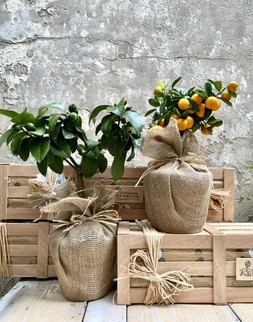 The Orangery Crate