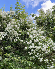 https://www.prshots.de/contents/archives/4061/1655/images/thumb350x287_auto/the-gluttonous-gardener-d158b272-0772-40a3-bb4c-4ab43f30bbf4.jpe_71c8c_thumb.jpg