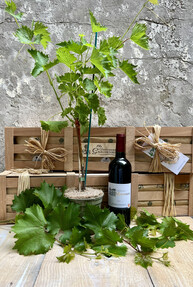 https://www.prshots.de/contents/archives/4061/1655/images/thumb350x287_auto/the-gluttonous-gardener-img-6511_thumb.jpg