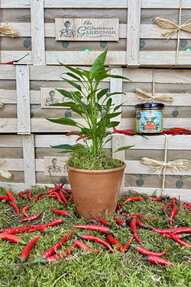 https://www.prshots.de/contents/archives/4061/1655/images/thumb350x287_auto/the-gluttonous-gardener_fathers-day-chilli-box_thumb.jpg