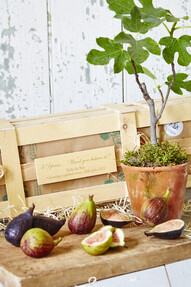 https://www.prshots.de/contents/archives/4061/1655/images/thumb350x287_auto/the_gluttonous_gardener_5th-wedding-anniversary-personalised-fig_8d2e2_thumb.jpg