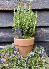 https://www.prshots.de/contents/archives/4061/1655/images/thumb350x287_auto/the_gluttonous_gardener_img_4428_thumb.jpg