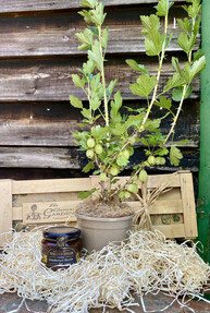 https://www.prshots.de/contents/archives/4061/1655/images/thumb350x287_auto/the_gluttonous_gardener_the-gooseberry-gift-crate_thumb.jpg