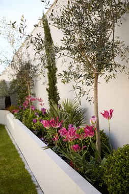 Oriana B, Plants, Sculptural Garden Project