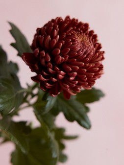 STILL LIFE 027