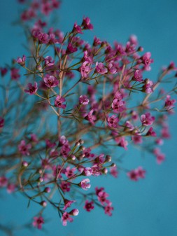 STILL LIFE 396