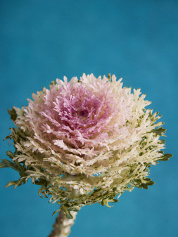 STILL LIFE 410
