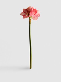 PRIMARK LARGE LILY, £4, €5, RON25, PLN22, CZK130 (2)