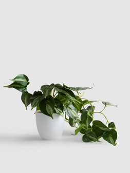 PRIMARK LARGE POTTED, £5, €6, RON30, PLN26, CZK155