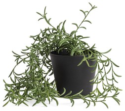 Habitat Medium Artificial Trailing Fern Plant, £5, 7817344